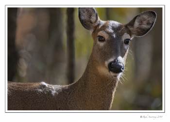 White-tailed Doe 3.jpg